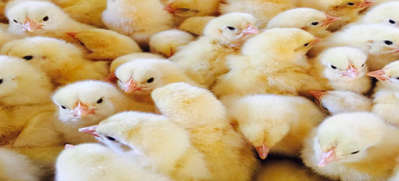 养鸡产业扶贫模式—— 河南省豫康农牧有限公司